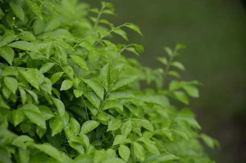 Rain drops on leaf shrub Stock Photos