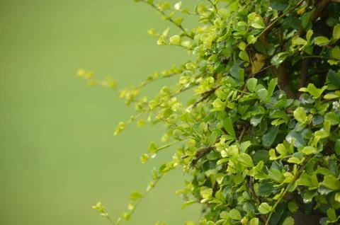 Rain drops on leaf shrub Stock Photos
