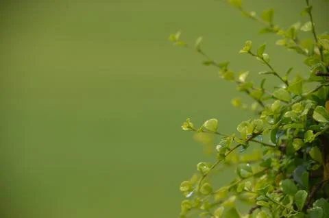 Rain drops on leaf shrub Foto stock