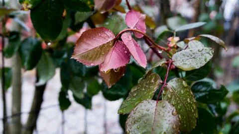 Rain Drops On Leafs In Spring Stock Photos