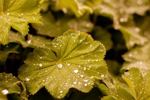 Rain Drops on a Leave Stock Photos