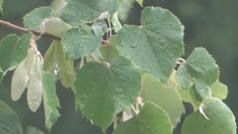 Rain drops on leaves blowing in the wind with city life audio Stock Footage 150826858