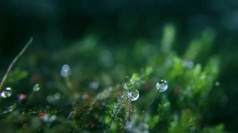 Rain drops on leaves with blurred green background. dew drops. Stock Footage 275652005