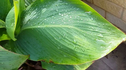 Rain drops on the leaves Stock Footage 70008817
