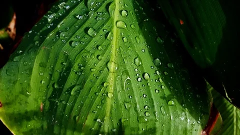 Rain drops on the leaves Stock Footage 70008818
