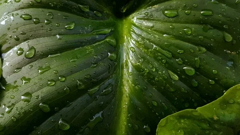 Rain drops on the leaves Stock Footage 70008940