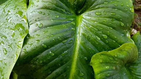 Rain drops on the leaves Stock Footage 70009041