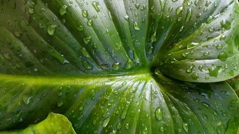 Rain drops on the leaves Stock Footage 70009295