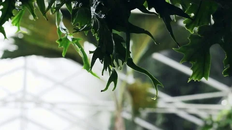 Rain drops on the leaves. Stock Footage 83571542