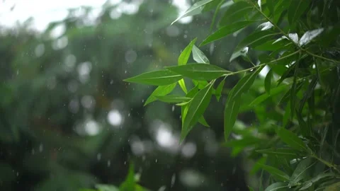 Rain drops on leaves Stockbeeldmateriaal 138990960