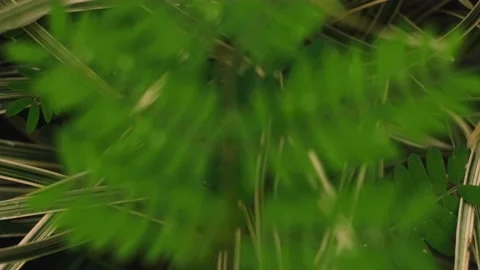Rain drops on leaves Stock Footage 160777868