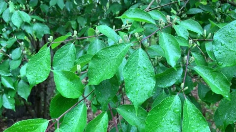 Rain Drops On Leaves 動画素材 188617844