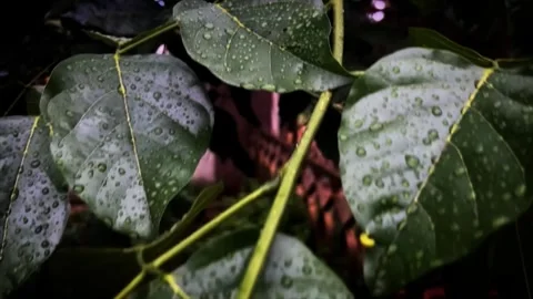 Rain drops on the leaves Stock Footage 276830418