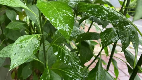 Rain drops on leaves Stock Footage 320035259