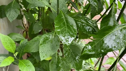 Rain drops on leaves Stock Footage 320035273