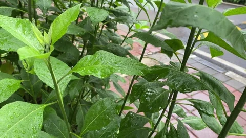 Rain drops on leaves Stock Footage 320035280
