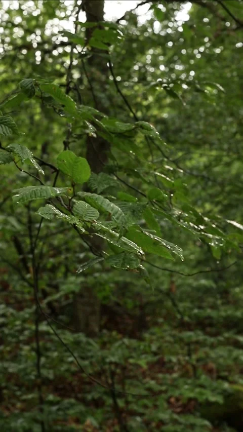Rain drops on the leaves Stock Footage 338169095