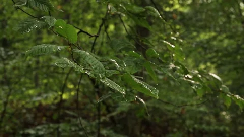 Rain drops on the leaves Stock Footage 338326307