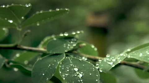 Rain drops leaves, Full HD (1920x1080) Stock-Footage 40266462