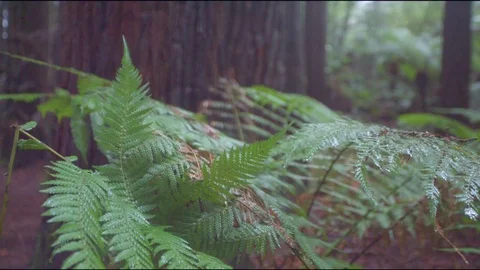 Rain drops on leaves of green plant on forest Stock Footage