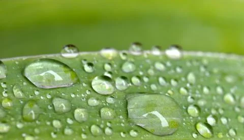 Rain drops on leaves Stock Photos