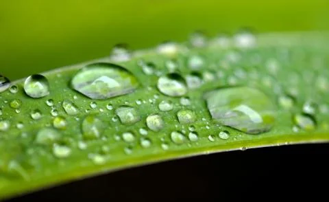 Rain drops on leaves Stock-Fotos