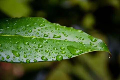 Rain drops on leaves . Stock Photos