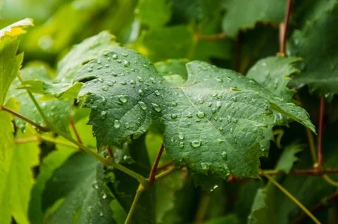 Rain drops on leaves . Stock Photos