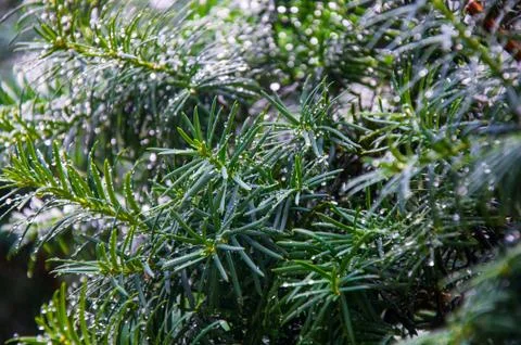 Rain drops on leaves . Foto stock