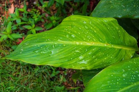 Rain drops on leaves . Stock Photos