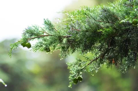 Rain drops on leaves . Stock Photos