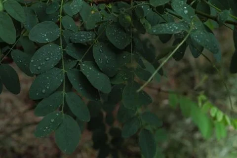 Rain drops on the leaves Stock Photos