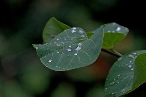 Rain drops on the leaves. Stock Photos