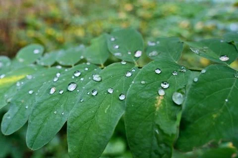 Rain drops on the leaves. Stock Photos