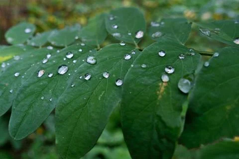 Rain drops on the leaves. Stock Photos