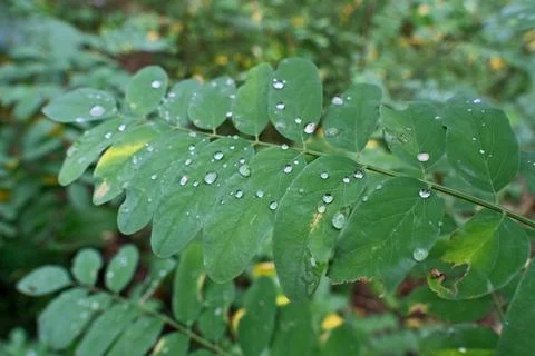 Rain drops on the leaves. Stock Photos