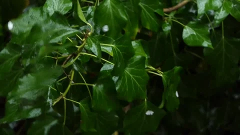 Rain drops on the leaves of a plant Stock Footage 237015305