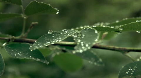 Rain drops leaves slider shot, Full HD (1920x1080) 動画素材 40267142