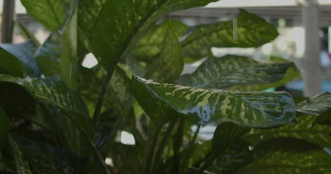 Rain drops on the leaves, Thailand Stock Footage 234871363
