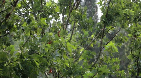 Rain drops on the leaves of trees Stock Footage 25856657