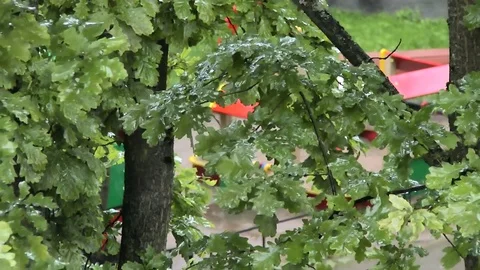 Rain drops on leaves of trees Stock Footage 84174060