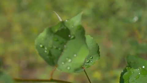 Rain drops on leaves with wind Stock Footage 81014560