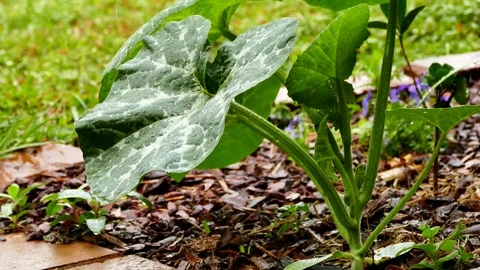 Rain Drops on Lush Garden Stock Footage 99615691