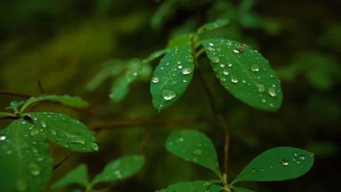 Rain Drops In Lush Green Forest Up Close Video stock 230094302