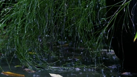 Rain Drops on Lush Tropical Green Leaves in Jungle Forest Stock Footage 330775405