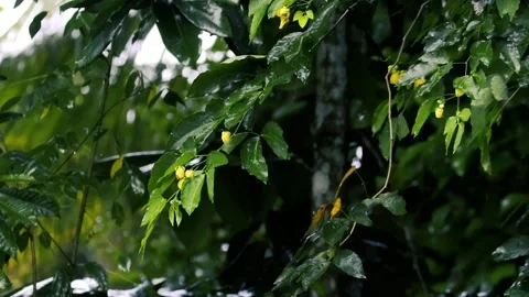 Rain Drops on Lush Tropical Green Leaves in Jungle Forest Stock Footage 330776579