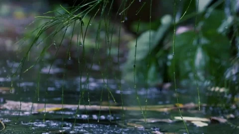 Rain Drops on Lush Tropical Green Leaves in Jungle Forest Background Stock Footage 330776703