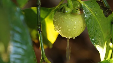 Rain drops on mangosteen 스톡 동영상 54536863