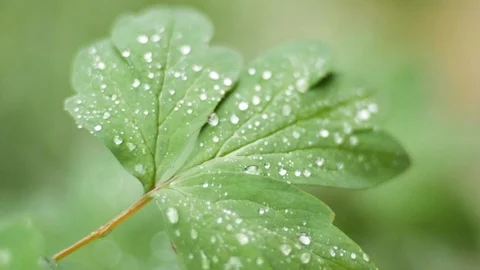 Rain drops on a maple leaf ( slow motion ) Stock Footage