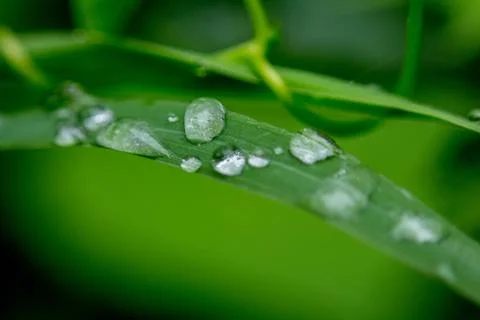 Rain Drops Micro Stock Photos